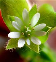  Flower-Five stamens